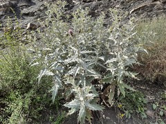 Cirsium argillosum
