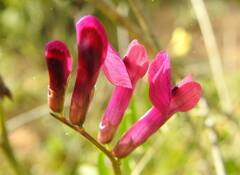 Vicia monantha
