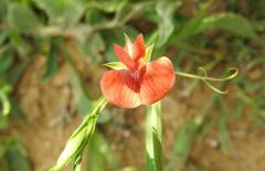 Lathyrus annuus