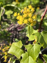 Delairea odorata