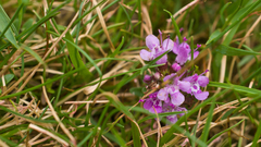 Thymus praecox britannicus