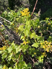Delairea odorata