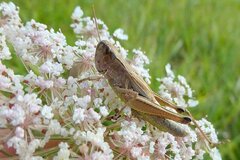 Pseudochorthippus parallelus