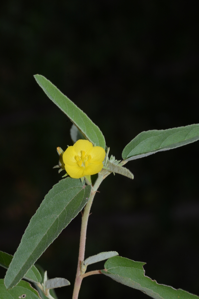 Melhania incana