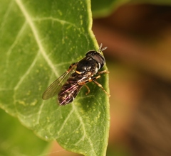Paragus pecchiolii