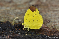 Eurema sari