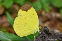 Eurema sari