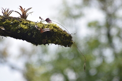 Epidendrum longipetalum