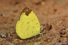 Eurema simulatrix