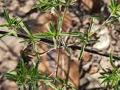 Satureja hortensis