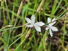 Dianthus daghestanicus