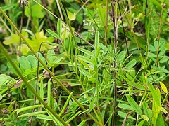 Onobrychis viciifolia