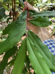 Syzygium ingens