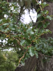 Nothofagus antarctica