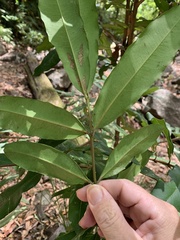 Syzygium ingens