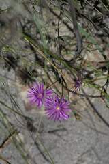 Lampranthus falcatus