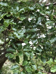 Nothofagus antarctica