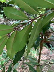 Syzygium ingens