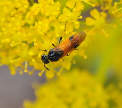 Arge cyanocrocea