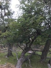 Nothofagus antarctica