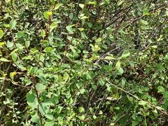 Spiraea hypericifolia