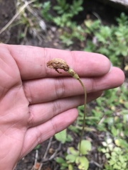 Codonorchis lessonii