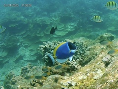 Acanthurus leucosternon