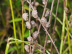 Onobrychis viciifolia