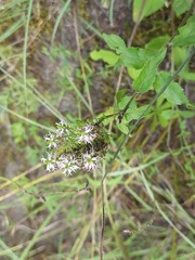 Asyneuma campanuloides