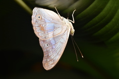 Eulaceura osteria
