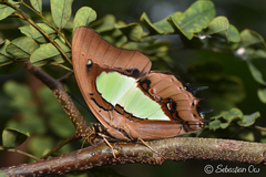 Polyura hebe