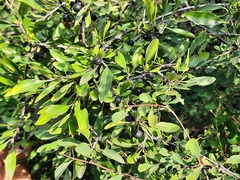 Rhamnus × spathulifolia