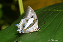 Polyura schreiber