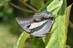 Polyura schreiber