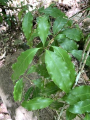 Actephila mooreana