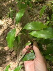 Actephila mooreana