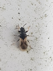 Metopoplax ditomoides