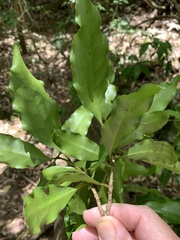 Actephila mooreana