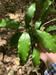 Actephila mooreana