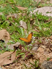 Cirrochroa surya