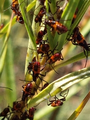 Oncopeltus famelicus