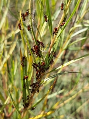 Oncopeltus famelicus