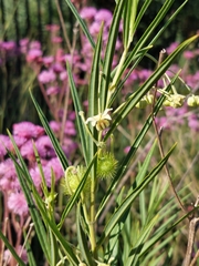 Oncopeltus famelicus