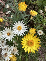 Xerochrysum subundulatum