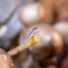 Dicyphus errans