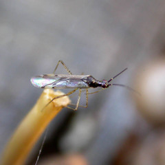 Dicyphus errans