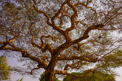 Vachellia leucophloea