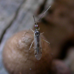 Dicyphus errans