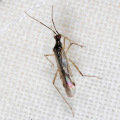 Dicyphus errans
