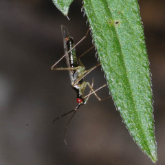 Dicyphus errans